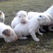 4-t��d�ov�