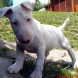 BANDI z Likavy - na fotke 9-t��d�ov�