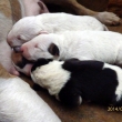 5-d�ov�