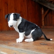 FIGO - 7-t��d�ov�