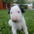 DEXTER - na fotke 3-t��d�ov�