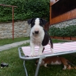 FIGO - 7-t��d�ov�