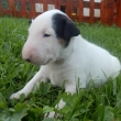 DEXTER - na fotke 3-t��d�ov�