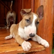 DEFENDRA - na fotke 8 a pol-t��d�ov�