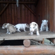 4 a pol-t��d�ov�