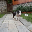 FIGO - 7-t��d�ov�