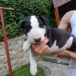 FIGO - 7-t��d�ov�
