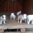 4 a pol-t��d�ov�
