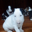 DEXTER - na fotke 4 a pol-t��d�ov�