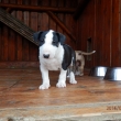 FIGO - 7-t��d�ov�