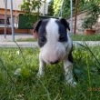 FIGO - 4-t��d�ov�