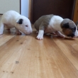 GORO a GINA - 16 dn�
