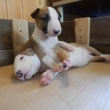 GARA a GINA 22-d�ov�