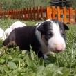 BITTO z Likavy - na fotke 3-t��d�ov�